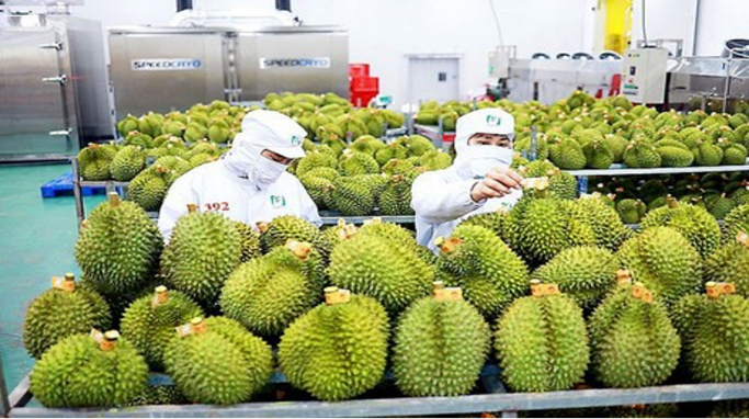 Durian exports to China exceeded expectations (Illustration)